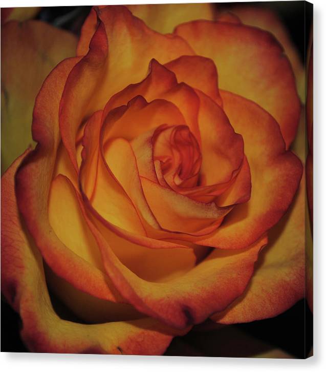 Orange Rose Portrait - Canvas Print