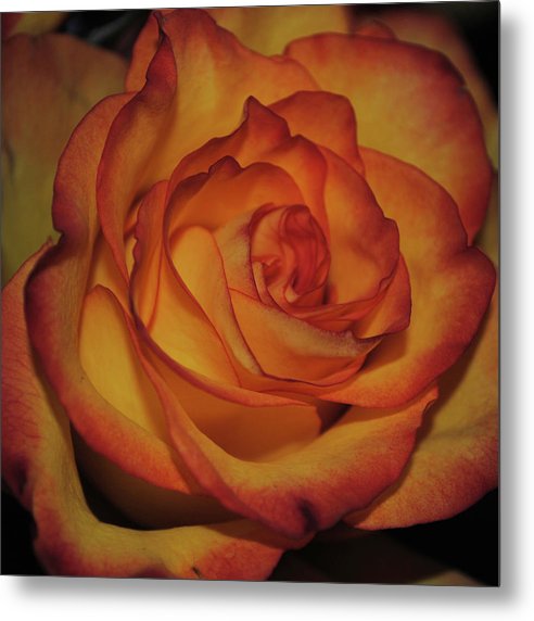 Orange Rose Portrait - Metal Print