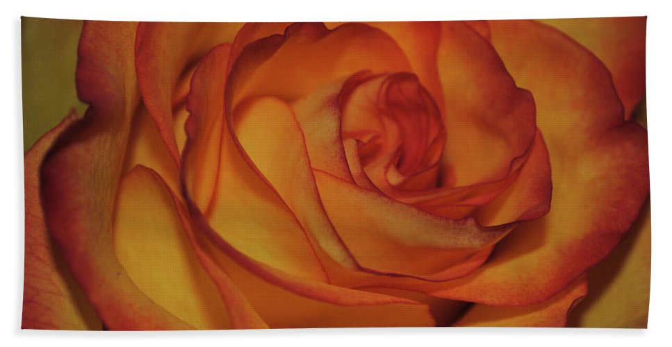 Orange Rose Portrait - Bath Towel