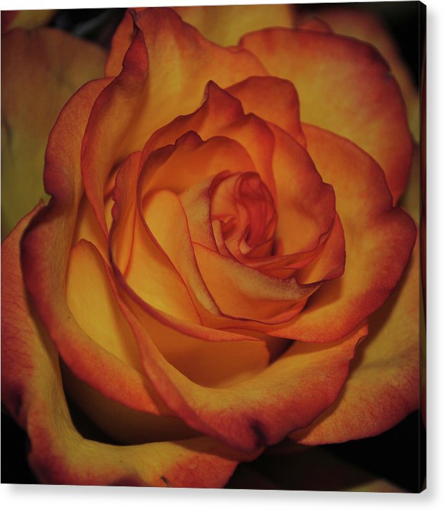 Orange Rose Portrait - Acrylic Print