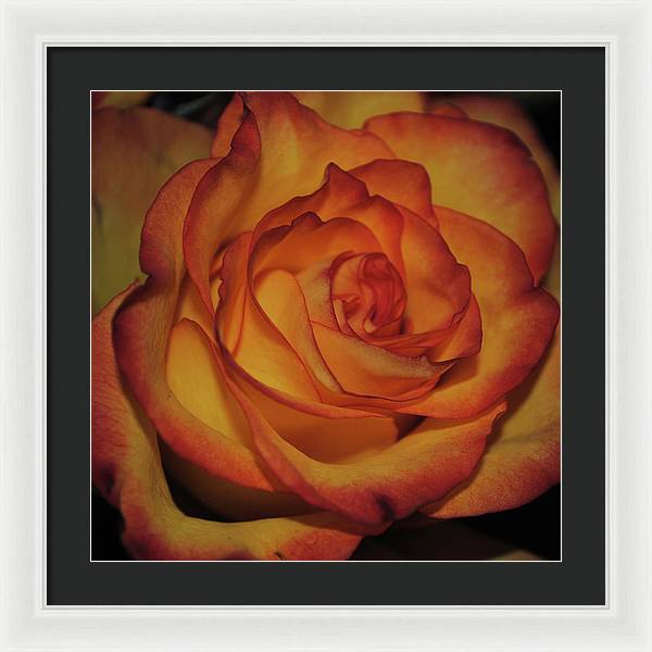 Orange Rose Portrait - Framed Print