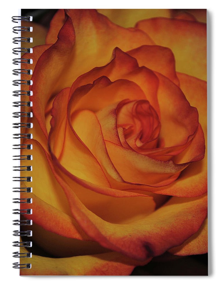 Orange Rose Portrait - Spiral Notebook