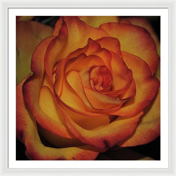 Orange Rose Portrait - Framed Print