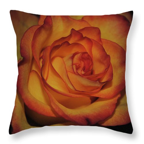 Orange Rose Portrait - Throw Pillow