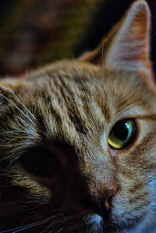 Orange Cat Close Up digital Image Download