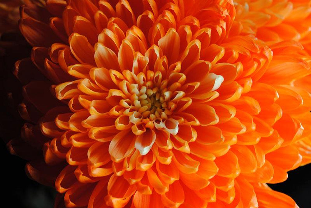 Orange Chrysanthemum Digital Image Download