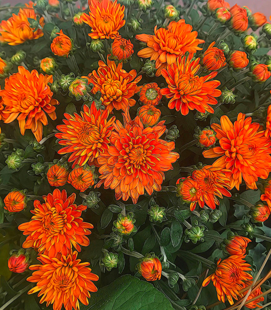 Orange Fall Mums Digital Image Download