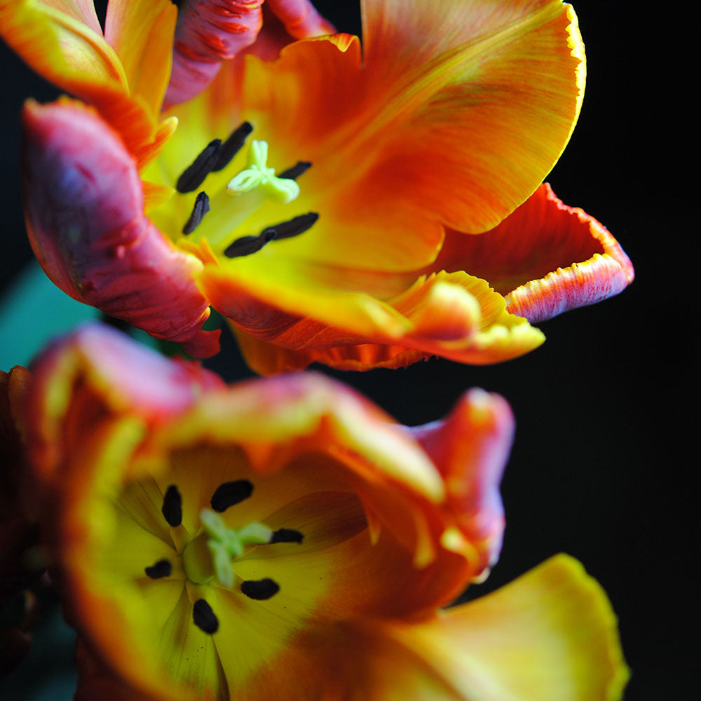 Orange Open Parrot Tulips Digital Image Download