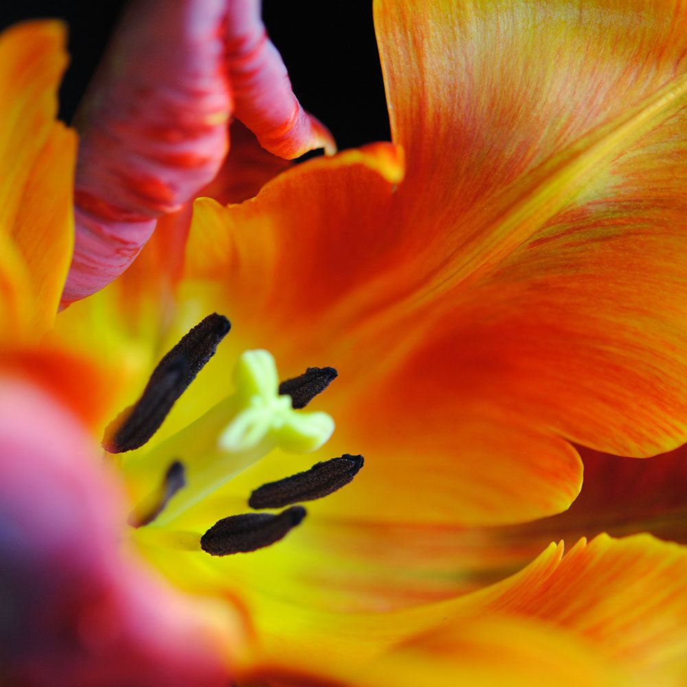 Orange Parrot Tulip Close Up Digital Image Download