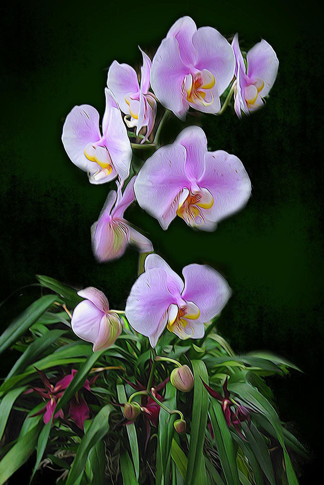 Outdoor Orchids Digital Image Download