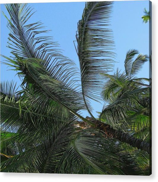 Palm Tree - Acrylic Print