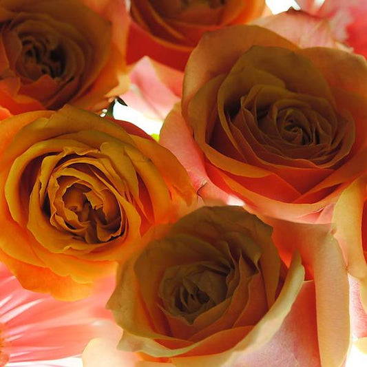 Pastel Pink and Orange Roses on White - Art Print