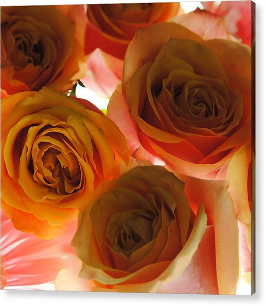 Pastel Pink and Orange Roses on White - Acrylic Print