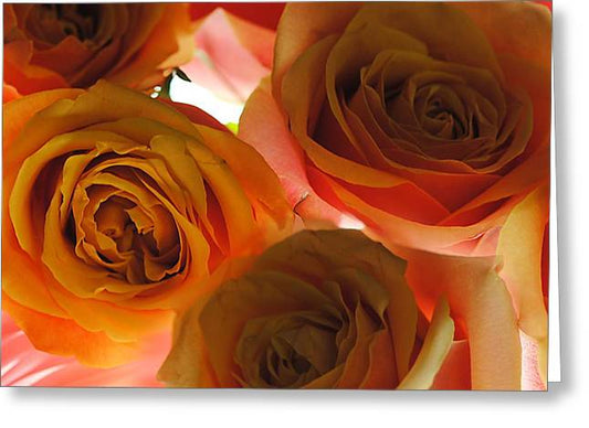 Pastel Pink and Orange Roses on White - Greeting Card