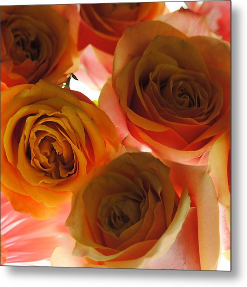 Pastel Pink and Orange Roses on White - Metal Print