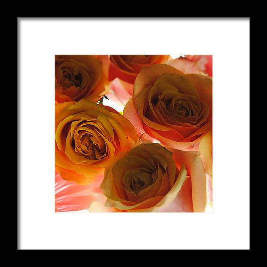 Pastel Pink and Orange Roses on White - Framed Print