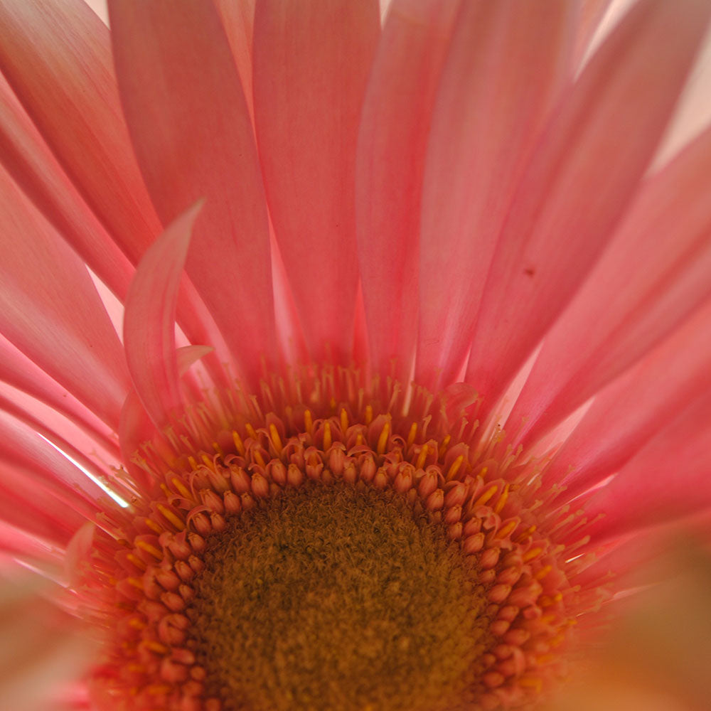Pastel Pink and Yellow Daisy Center Digital Image Download