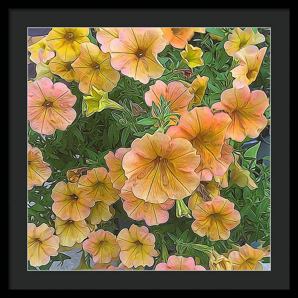 Peach Petunias - Framed Print