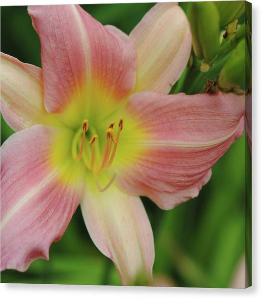 Peaches and Cream Lily - Canvas Print