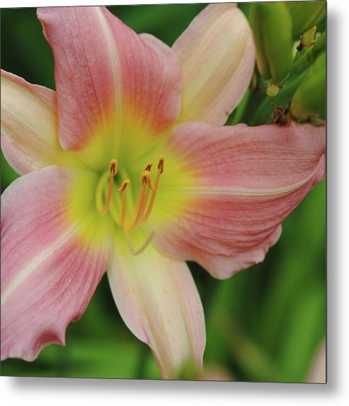 Peaches and Cream Lily - Metal Print