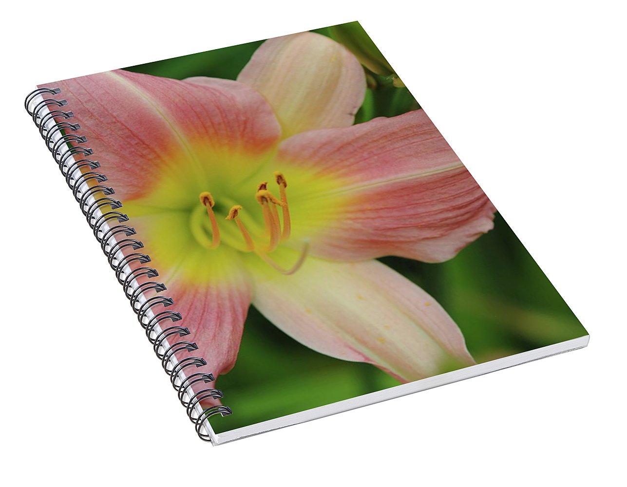 Peaches and Cream Lily - Spiral Notebook
