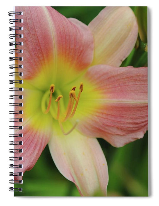 Peaches and Cream Lily - Spiral Notebook