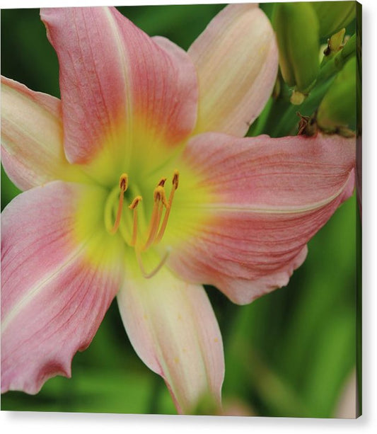 Peaches and Cream Lily - Acrylic Print