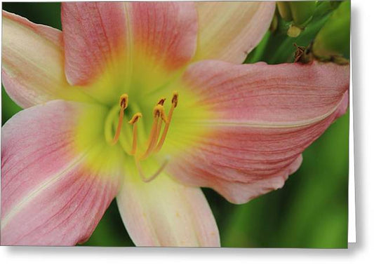 Peaches and Cream Lily - Greeting Card