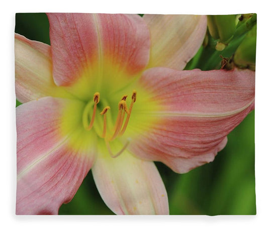 Peaches and Cream Lily - Blanket