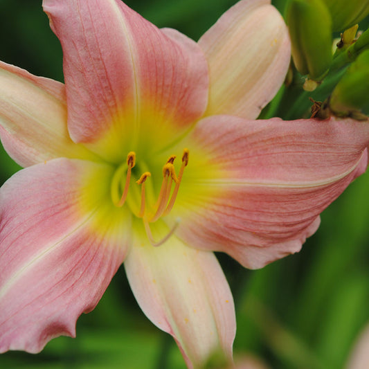 Peaches and Cream Lily Digital Image Download