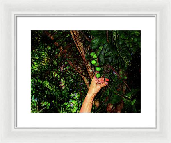 Pick The Limes - Framed Print