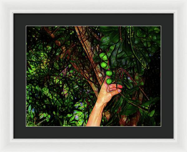 Pick The Limes - Framed Print