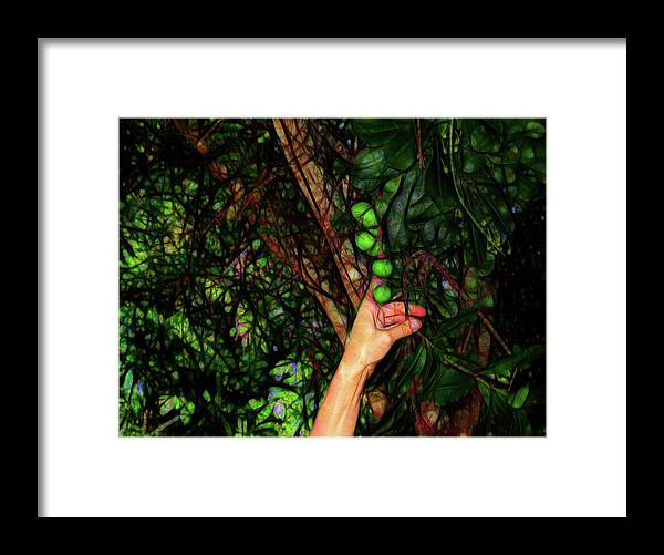 Pick The Limes - Framed Print