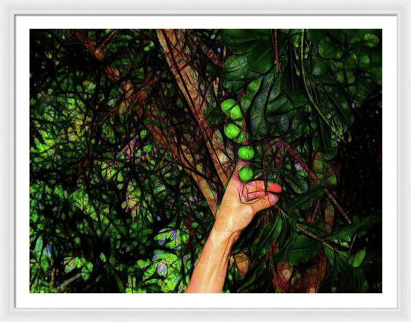 Pick The Limes - Framed Print