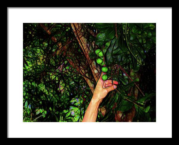 Pick The Limes - Framed Print