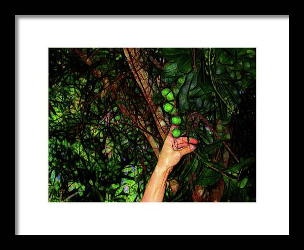 Pick The Limes - Framed Print