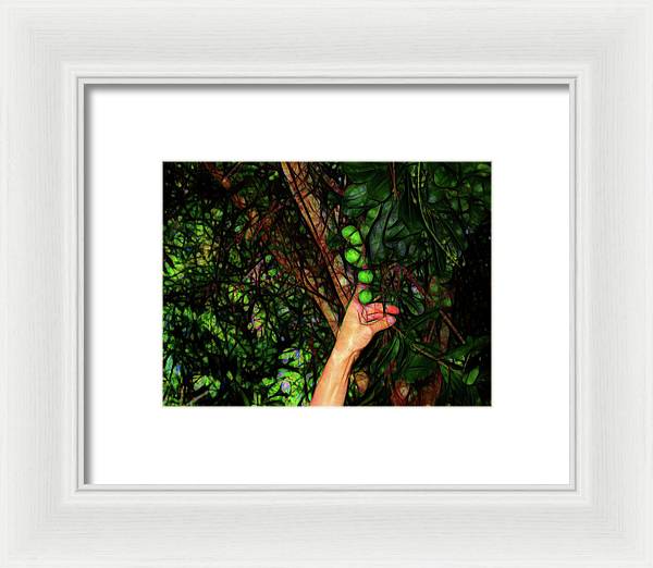 Pick The Limes - Framed Print