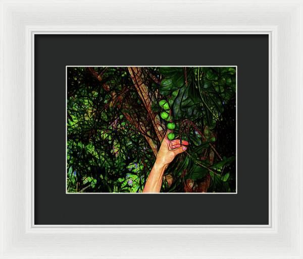 Pick The Limes - Framed Print