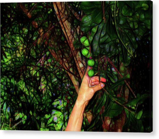 Pick The Limes - Acrylic Print