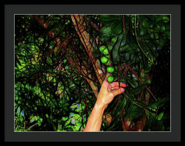 Pick The Limes - Framed Print