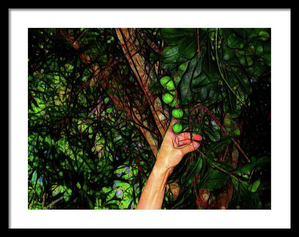 Pick The Limes - Framed Print