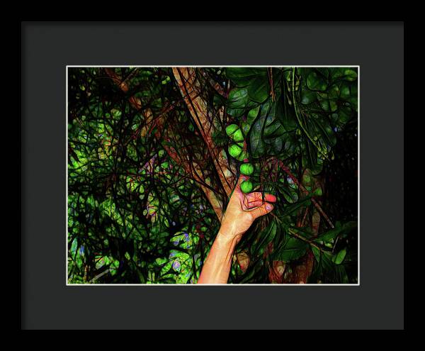 Pick The Limes - Framed Print