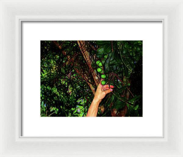 Pick The Limes - Framed Print