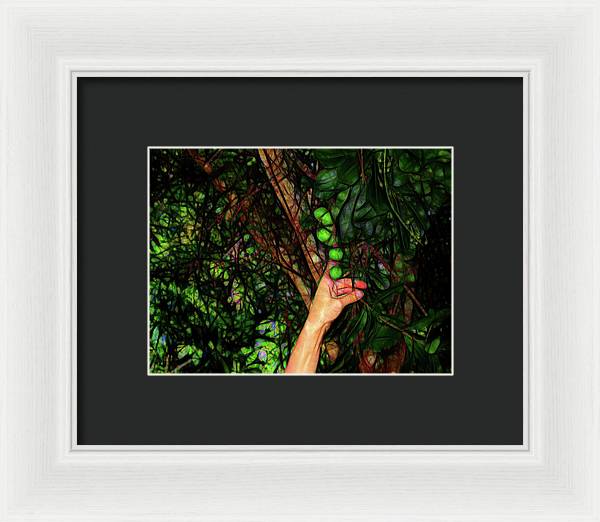 Pick The Limes - Framed Print