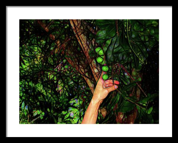 Pick The Limes - Framed Print