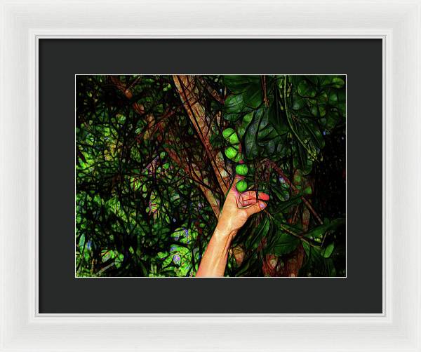 Pick The Limes - Framed Print