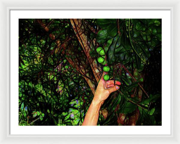 Pick The Limes - Framed Print