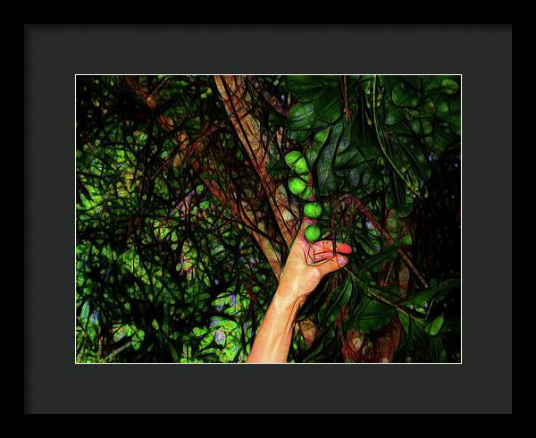 Pick The Limes - Framed Print