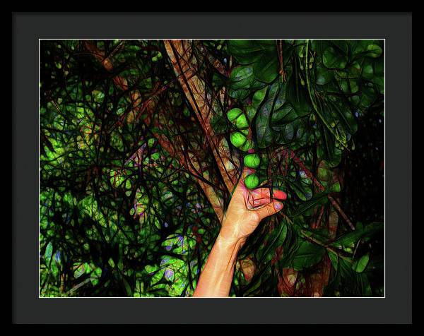 Pick The Limes - Framed Print