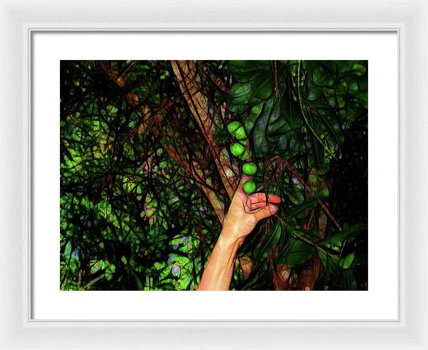 Pick The Limes - Framed Print